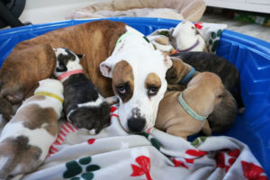 Tala and puppies in foster care