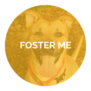 Foster Me_Foster Web page Circle Graphic