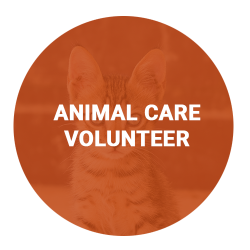 animal-care-volunteer