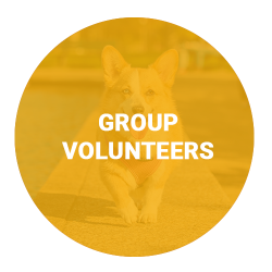 group-volunteers